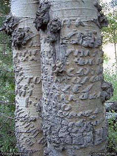 04-10-08-hg-arbor-glyphs-cp